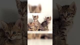 cute baby cat.. #shorts