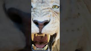 #animalcartoonvideo #cartoonvideo