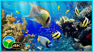 AQUARIUM MUSIQUE DOUCE: Relaxante, Calme - Nature Relaxation 4K
