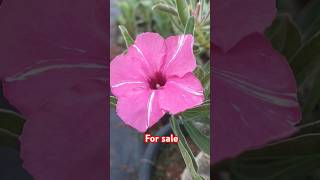 #rarebeauty #rareflowers #swacicum#adeniumplantcare #adeniumsale #supportme #success #lowcostsale