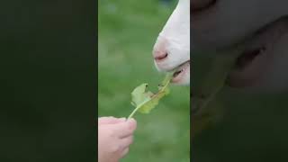 new whatsapp status video #short #newlovestatus
