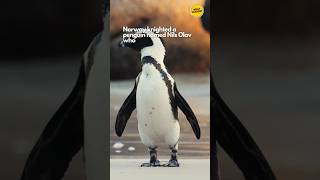 Norway knighted a penguin 🐧#factshorts #uniqueshorts #shorts