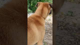 Kombai dog's hackles rise #shorts