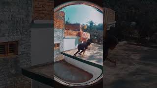 run video stetus