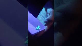 "Exploración Nocturna: en búsqueda de alacranes y arañas" en el Jardín Botánico IBUNAM