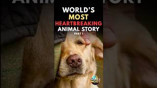 World’s Most Heartbreaking Animal Story Part1 | He Waited… But She Never Came Back 💔