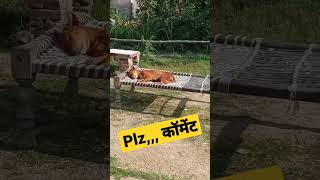 ..... ,, dog.....,,,, abhi ser so raha   hai.....