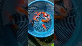 #fishlovers #koi #aquascapegallery #fishtankdesign #exoticaquariumfish #aquascapeaquarium