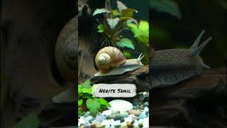 Top 5 Aquascape Creatures in Realistic Natural Tanks #aquariumdesign #aquarium #aquascapelowtech