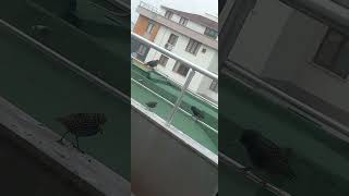 various guests of our terrace 1