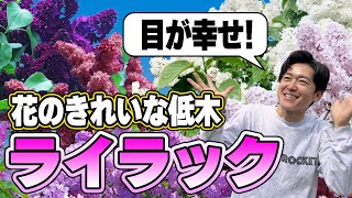 【花よし！香りよし！大きくならない】美しすぎる中低木『ライラック』をご紹介します