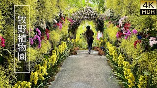 【4K HDR Orchid】 The Makino Botanical Garden. Orchid Exhibition 2025. 高知県立牧野植物園、蘭展2025