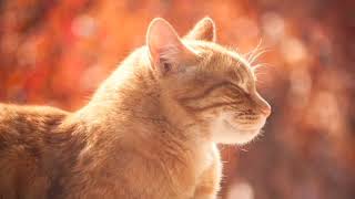 Ronroneo de gatos Paz Gatuna 🐾 #SonidosGatos #Relajación #Purrrfecto #GatosFelices #SerenidadFelina