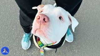 This Dog Has Been Homeless For Years Until One Family Saw His True Heart