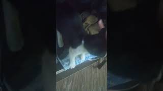 Приколы с котами озвучка без мата - Смешные коты 2021 и приколы с животными  Funny ANIMALS video