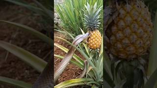 The poor cobra snake is eating pineapple #snakevideo #cobrasnake
