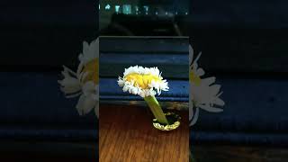 Mutant Daisy #nature #flowers #2025 #fun