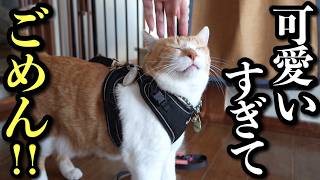 これが猫の破壊力！猫を飼うと人間の生活はこうなります