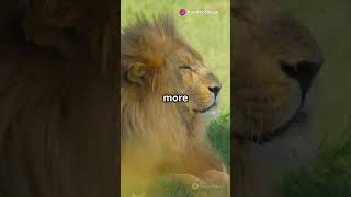 Lions vs Cheetah The Ultimate Showdown