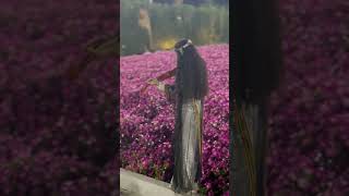 Saudi Arabia Flowers festival, Violin 🎻 show