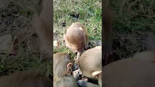 omg #cute #baby  #monkey #animals #monkeymonkey #trendingshorts2024