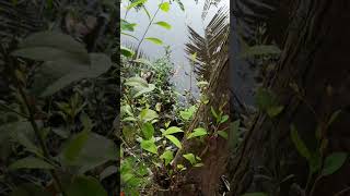 গ্রাম ছাড়া ঔ রাঙ্গামাটির পথ /আমার গ্রাম / আমার বাড়ি/ #villagenature #shorts #music