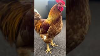 Dancing Ai rooster | Shake it To The Max | #dancing #chicken #hiphop #ai