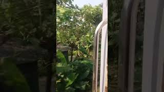 ট্রেন....