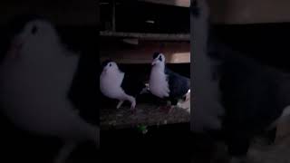kabutars #suscribe #kabutar #kabutarlover #birds #pegion #pigeonlover