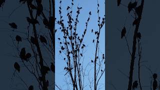 "The Tree That Never Died” #life #music #poetry #birds #kanyewest #wildlife #motivation #treepoetry