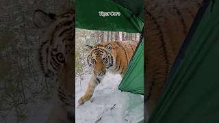 Tiger core #music #piano #soundtrack