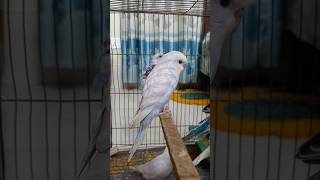 #banglasong #unfrezzmyaccount #sad #song #coversong #birds #talkingparot