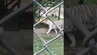 Lucknow zoo white tiger