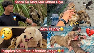 Jora K Puppies Mai Firse Infection Aagya💔Bina Jora Ka Milk Peya Akad Gye😢