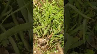 What day is it good to bring aloe vera home? #youtubeshorts #sh0rts #..