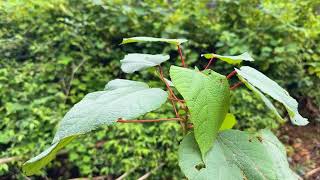 Find inner calm with Beautiful relaxing music • Serene piano tunes 🌿 Perfect for meditation