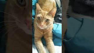 This Is Chili Pepper #2025  #followme #fyp #shorts #short #cat #viralvideo #youtubeshorts #youtube