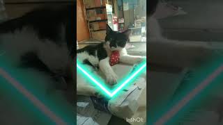kucingberdasi #shortsvideo #pecintakucinglucu #kucingkucinglucu