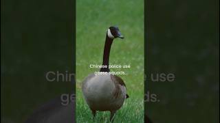 Fact on animal.....( part2).#fact #animallover #animalshorts #animals