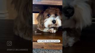 “Whenever he is in trouble, he hides” #cutedog #funny #puppylove #hideandseek