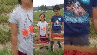 പറിക്കാം നല്ല STRAWBERRYക്കൾ🍓 A Day in my Life| Malayalam Vlog. Farm Visit