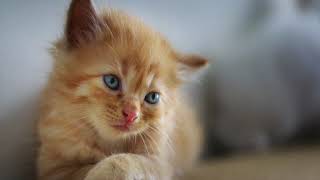 美妙的猫咪咪喵和轻声呼噜的声音 #猫咪 #猫咪爱好者 #猫咪之爱 #猫咪们 #猫咪爱好者 :🐱 😺 😸 😻 😽 🙀 😿 😾 🐾 🐈 🐈‍⬛ 🦁 🐅 🐆 🐯 🐅 🦊