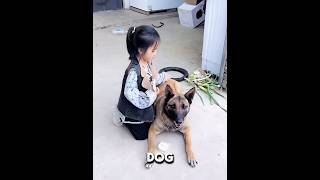 This dog saved a little girl's life #pets #cute #funny #shorts #dog