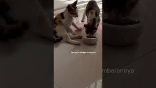 Kucing kembar #cat #kucingimut #kucinglucu #catlover #cats #kucingkembar