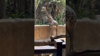 #Shorts_This_Giraffe_is_Very_Cool🥰#animalfanatics#animals.