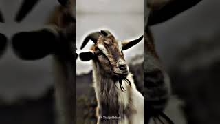 ✨Coming Soon Bakrid Mubarak 2023 💫 Eid-ul-Azha 🥰 Mubarak WhatsApp Status #islamicstatus #shorts