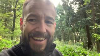Foraging for sweet chestnuts