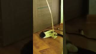 Приколы с котами озвучка без мата - Смешные коты 2021 и приколы с животными  Funny ANIMALS video 2