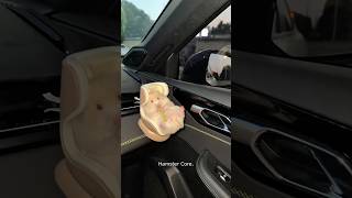 Funny hamster 🐹 #hamster #funny #animals #pets #cute #petvideos #usa