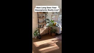 How Long Do Houseplants Actually Live?  (Jade, Rubber Tree, Peace Lily) #shorts